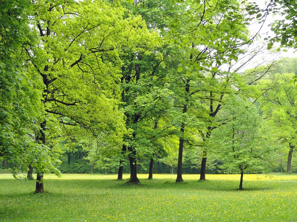 Many green trees in a field with yellow flowers on the ground.